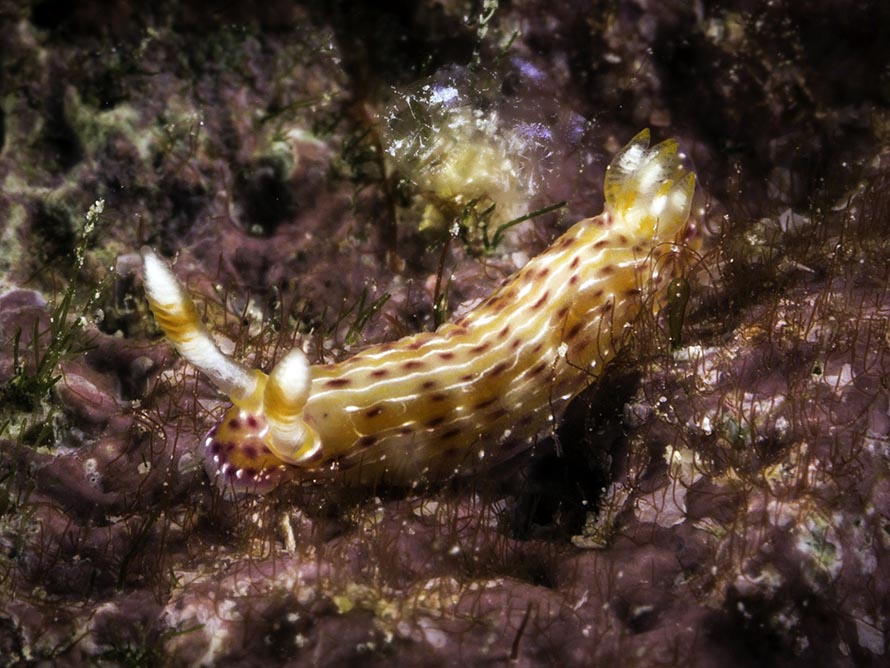 Hypselodoris yarae